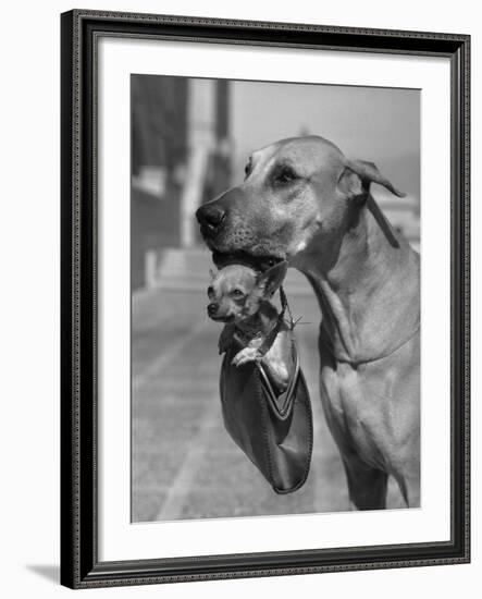 Great Dane Holding Chihuahua in Purse-Bettmann-Framed Photographic Print