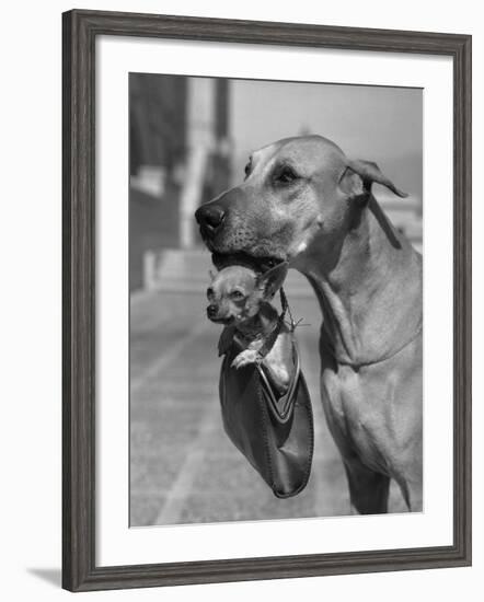 Great Dane Holding Chihuahua in Purse-Bettmann-Framed Photographic Print