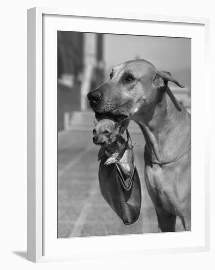 Great Dane Holding Chihuahua in Purse-Bettmann-Framed Photographic Print