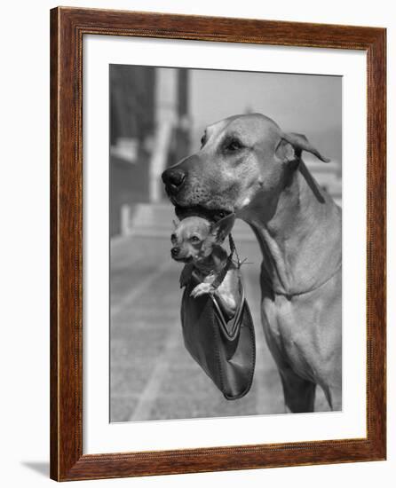 Great Dane Holding Chihuahua in Purse-Bettmann-Framed Photographic Print