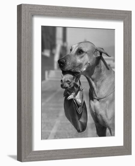 Great Dane Holding Chihuahua in Purse-Bettmann-Framed Photographic Print