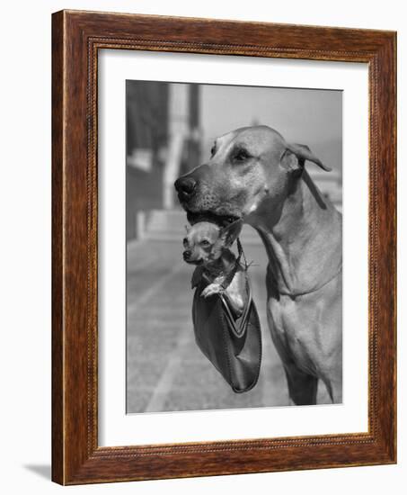 Great Dane Holding Chihuahua in Purse-Bettmann-Framed Photographic Print