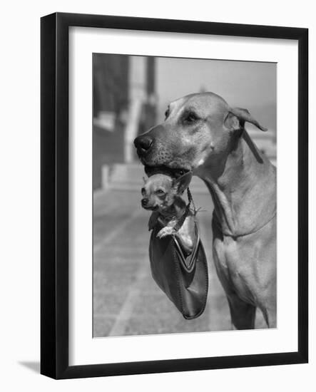 Great Dane Holding Chihuahua in Purse-Bettmann-Framed Photographic Print