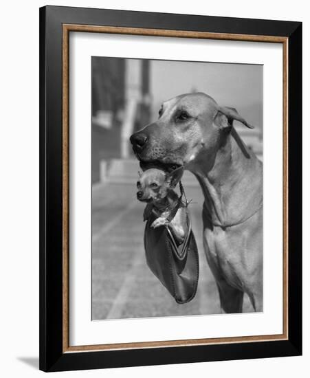 Great Dane Holding Chihuahua in Purse-Bettmann-Framed Photographic Print