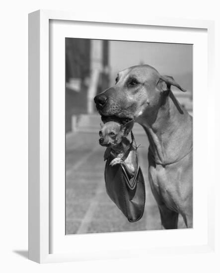 Great Dane Holding Chihuahua in Purse-Bettmann-Framed Photographic Print