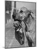 Great Dane Holding Chihuahua in Purse-Bettmann-Mounted Photographic Print