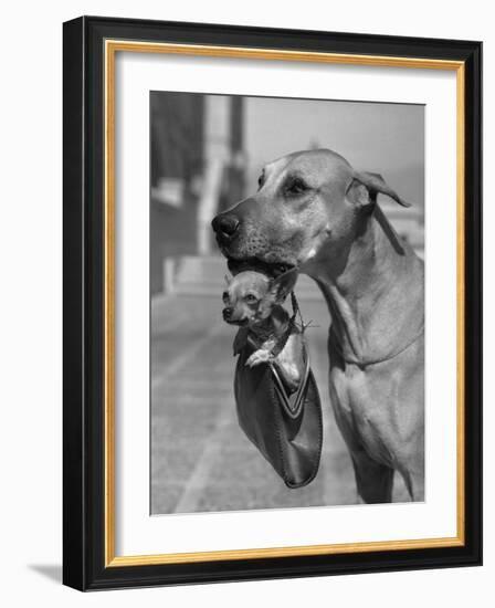 Great Dane Holding Chihuahua in Purse-Bettmann-Framed Photographic Print