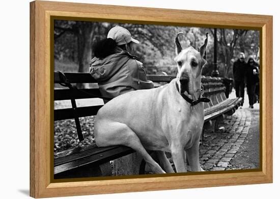 Great Dane in Central Park NYC B/W-null-Framed Stretched Canvas