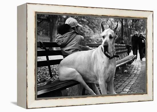 Great Dane in Central Park NYC B/W-null-Framed Stretched Canvas