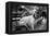 Great Dane in Central Park NYC B/W-null-Framed Stretched Canvas