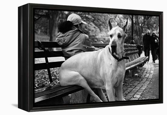 Great Dane in Central Park NYC B/W-null-Framed Stretched Canvas