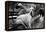 Great Dane in Central Park NYC B/W-null-Framed Stretched Canvas