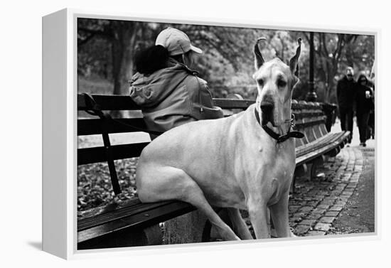 Great Dane in Central Park NYC B/W-null-Framed Stretched Canvas