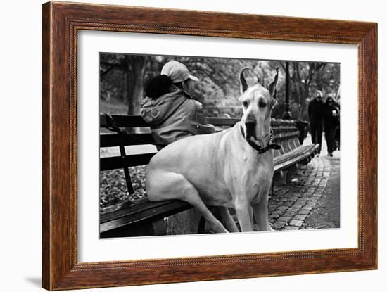 Great Dane in Central Park NYC B/W-null-Framed Photo