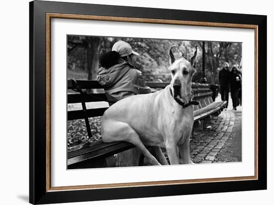 Great Dane in Central Park NYC B/W-null-Framed Photo