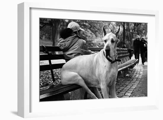 Great Dane in Central Park NYC B/W-null-Framed Photo