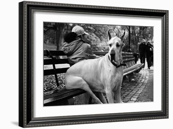 Great Dane in Central Park NYC B/W-null-Framed Photo