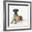 Great Dane Lying Down-null-Framed Photographic Print