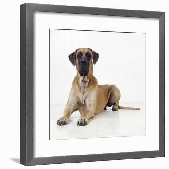 Great Dane Lying Down-null-Framed Photographic Print