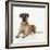 Great Dane Lying Down-null-Framed Photographic Print