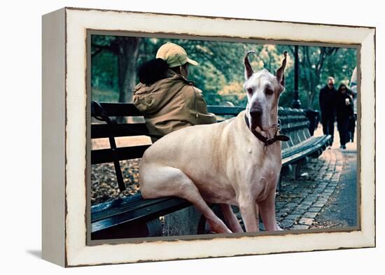 Great Dane on Central Park Bench NYC-null-Framed Stretched Canvas