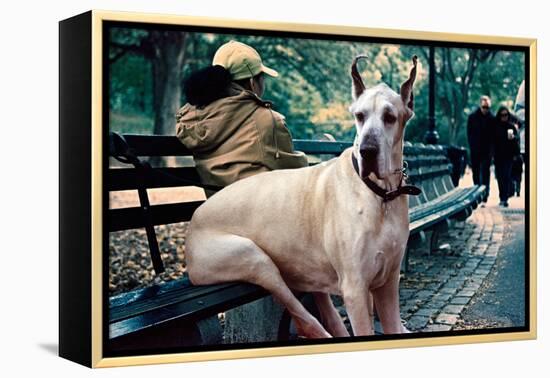 Great Dane on Central Park Bench NYC-null-Framed Stretched Canvas