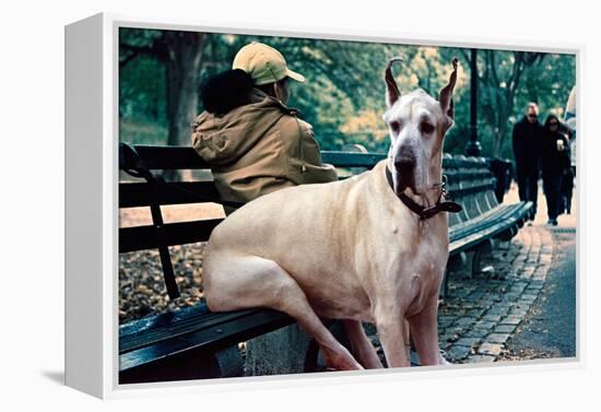 Great Dane on Central Park Bench NYC-null-Framed Stretched Canvas