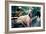 Great Dane on Central Park Bench NYC-null-Framed Photo