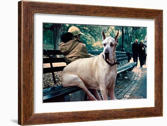 Great Dane on Central Park Bench NYC-null-Framed Photo