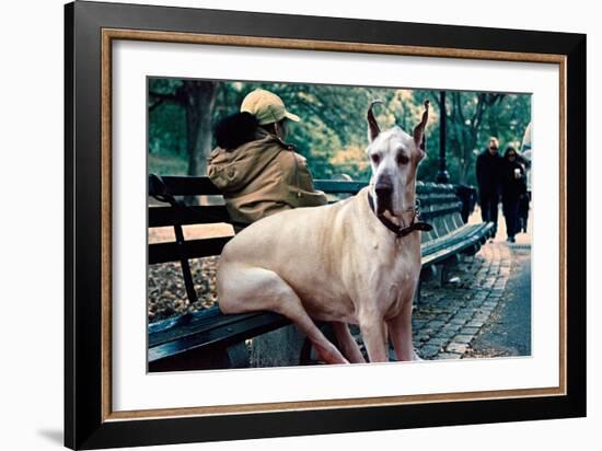 Great Dane on Central Park Bench NYC-null-Framed Photo