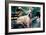 Great Dane on Central Park Bench NYC-null-Framed Photo