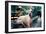 Great Dane on Central Park Bench NYC-null-Framed Photo