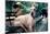 Great Dane on Central Park Bench NYC-null-Mounted Photo