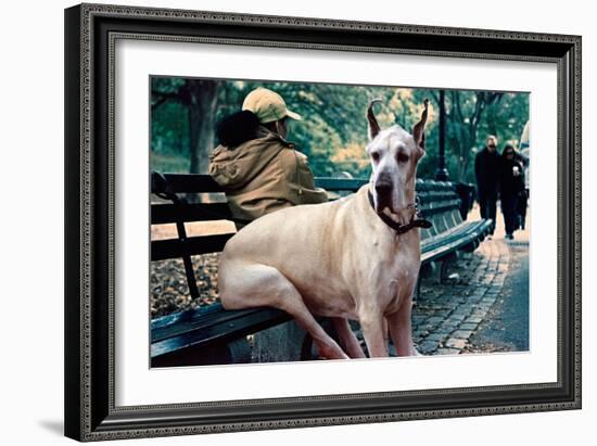 Great Dane on Central Park Bench NYC-null-Framed Photo