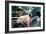 Great Dane on Central Park Bench NYC-null-Framed Photo