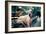 Great Dane on Central Park Bench NYC-null-Framed Photo