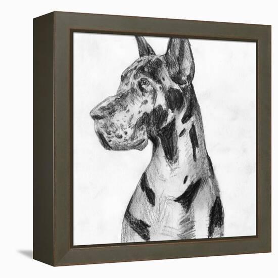 Great Dane Portrait I-Melissa Wang-Framed Stretched Canvas