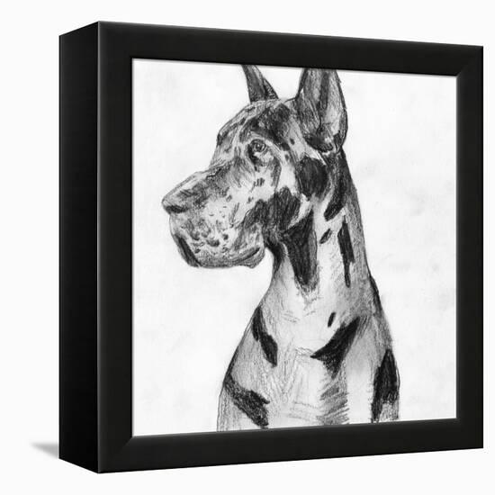 Great Dane Portrait I-Melissa Wang-Framed Stretched Canvas