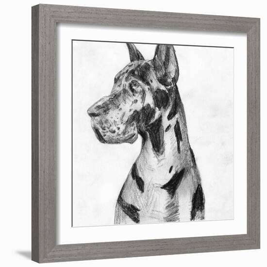 Great Dane Portrait I-Melissa Wang-Framed Art Print