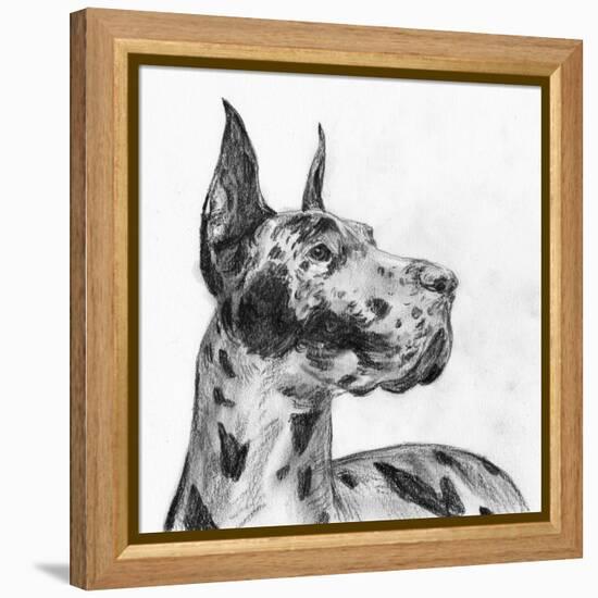 Great Dane Portrait II-Melissa Wang-Framed Stretched Canvas