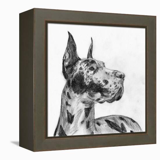 Great Dane Portrait II-Melissa Wang-Framed Stretched Canvas