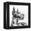 Great Dane Portrait II-Melissa Wang-Framed Stretched Canvas