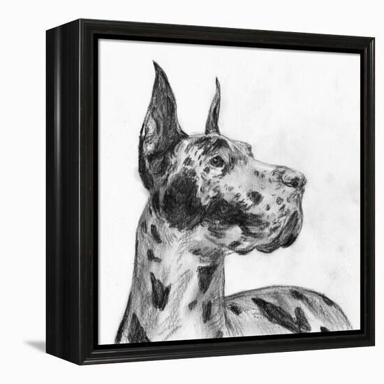 Great Dane Portrait II-Melissa Wang-Framed Stretched Canvas