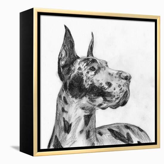 Great Dane Portrait II-Melissa Wang-Framed Stretched Canvas