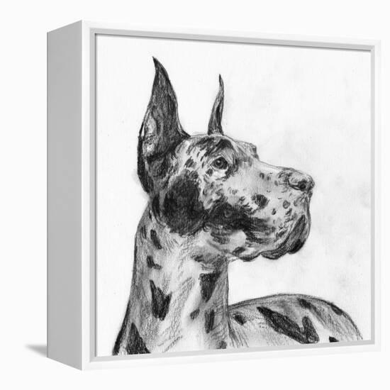 Great Dane Portrait II-Melissa Wang-Framed Stretched Canvas