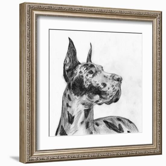 Great Dane Portrait II-Melissa Wang-Framed Art Print