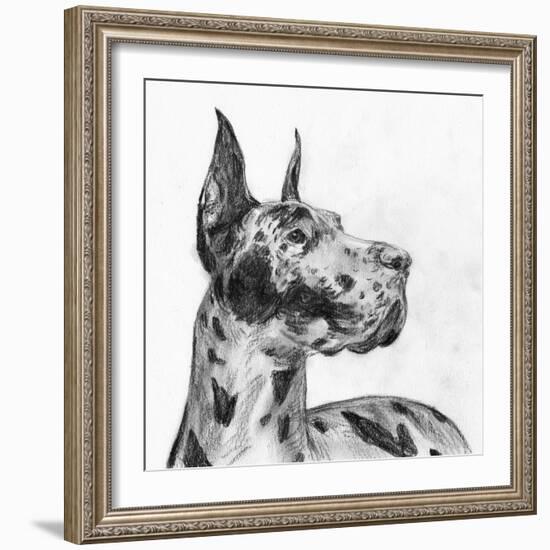 Great Dane Portrait II-Melissa Wang-Framed Art Print