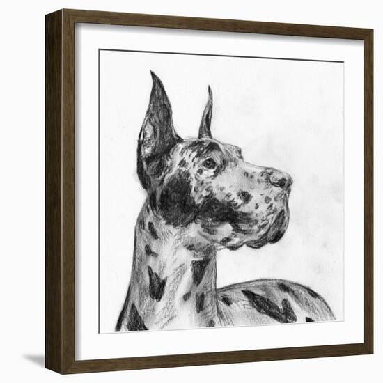 Great Dane Portrait II-Melissa Wang-Framed Art Print