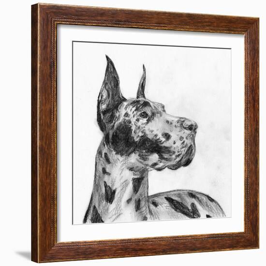 Great Dane Portrait II-Melissa Wang-Framed Art Print