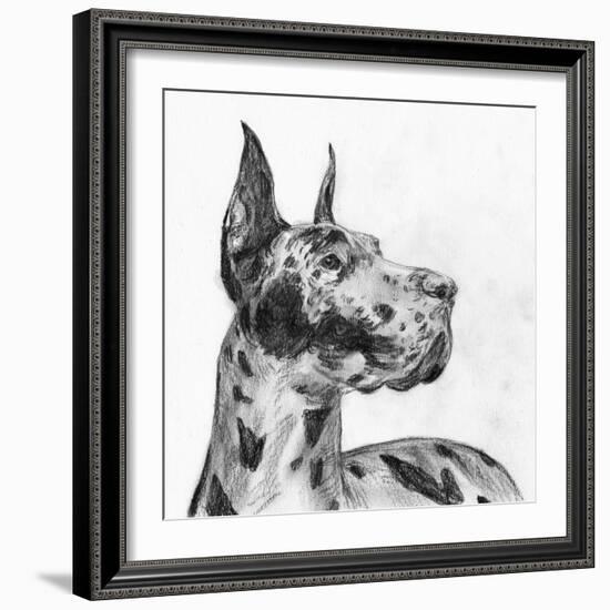 Great Dane Portrait II-Melissa Wang-Framed Art Print